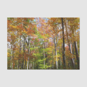 Papier Mousseline Forêt d'automne II Photographie de paysage automna