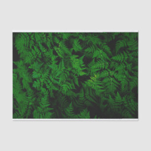 Papier Mousseline Forêt de dinosaures