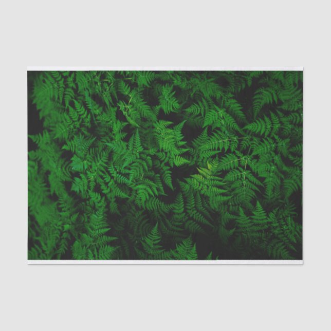 Papier Mousseline Forêt de dinosaures (Recto)