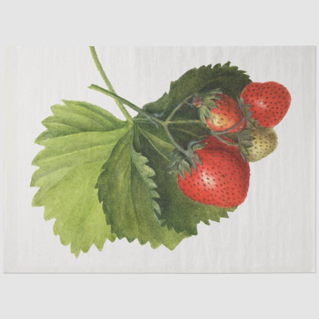 Papier Mousseline Fraise vintage (Recto)