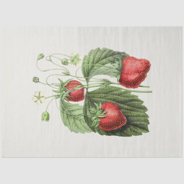 Papier Mousseline fraise vintage (Recto)