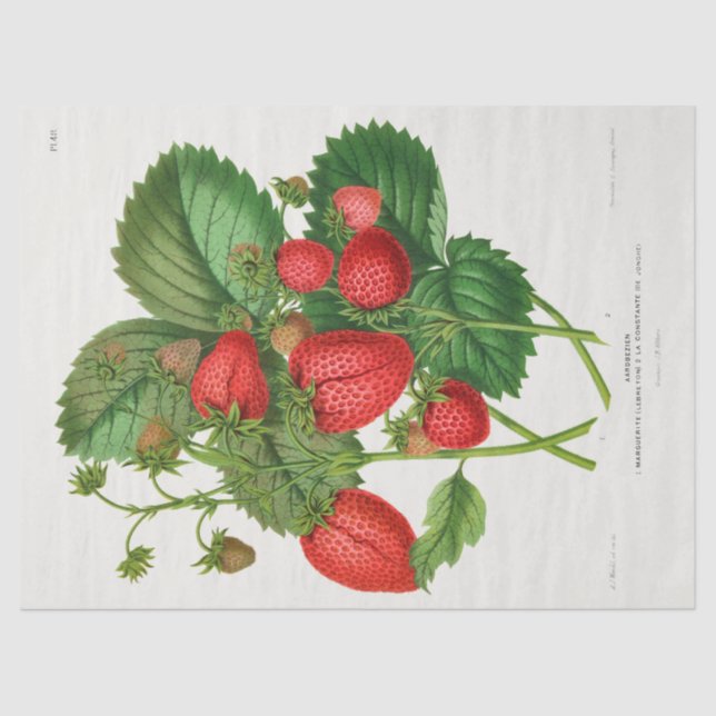 Papier Mousseline Fraise vintage (Recto)