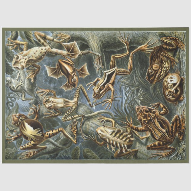 Papier Mousseline Frogs Ernst Haeckel Decoupage Papier de tissus (Recto)