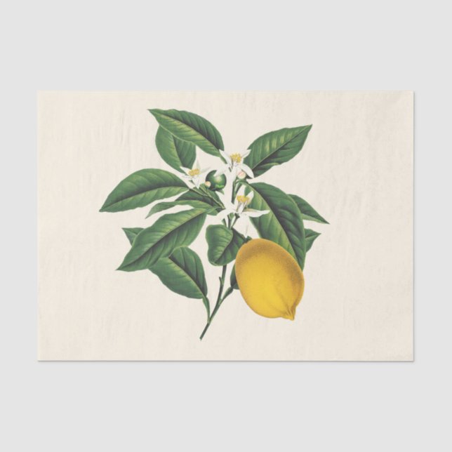 Papier Mousseline Fruit de citron vintage (Recto)