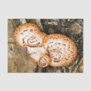 PAPIER MOUSSELINE FUNGI
