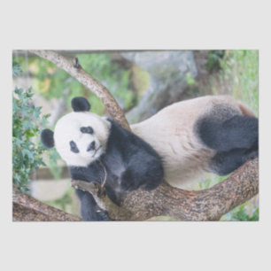 Papier Mousseline Giant Panda Tissue Paper / Decoupage Paper 