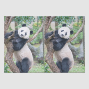 Papier Mousseline Giant Panda Tissue Paper / Decoupage Paper 