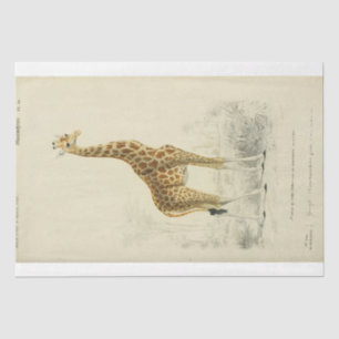 Papier Mousseline Girafe de découpage Ephemera