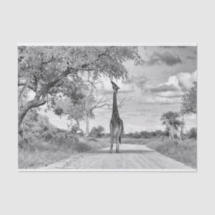 Papier Mousseline Girafe sur la route
