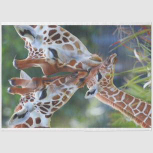 Papier Mousseline Giraffe Art numérique famille découpage