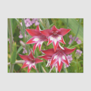 Papier Mousseline Gladiolas rouge et blanc Botanique d'été