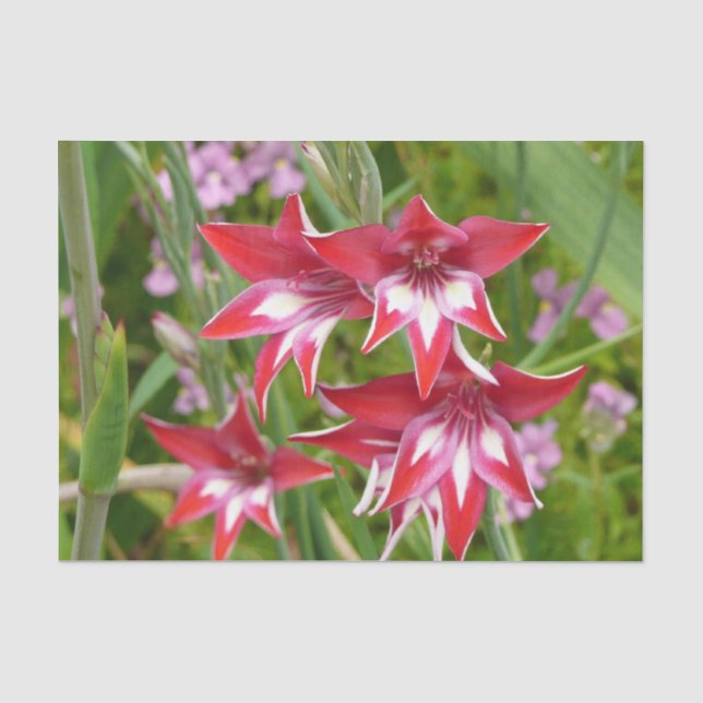 Papier Mousseline Gladiolas rouge et blanc Botanique d'été (Recto)