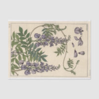 Glycine, série de botanique d'Eugène Grasset