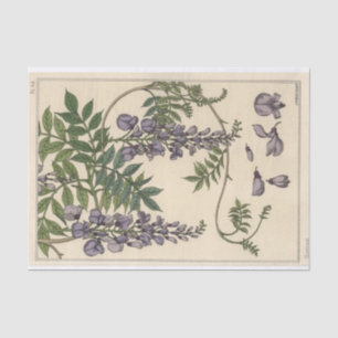Papier Mousseline Glycine, série de botanique d'Eugène Grasset