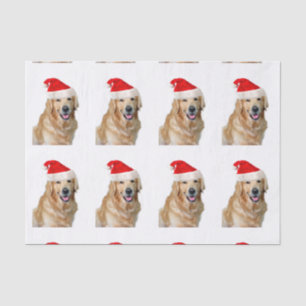 Papier Mousseline Golden Retriever