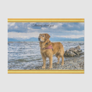 Papier Mousseline Golden Retriever debout sur le rocher bleu de l'oc