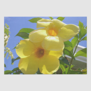 Papier Mousseline Golden Trumpet