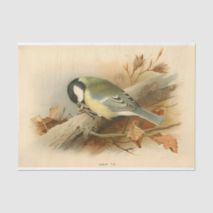 Papier Mousseline Great Tit par Lord Lilford, Illustration