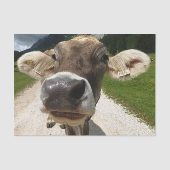 Papier Mousseline Gros plan, Partie 6 : The Curious Cow Edition (Recto)