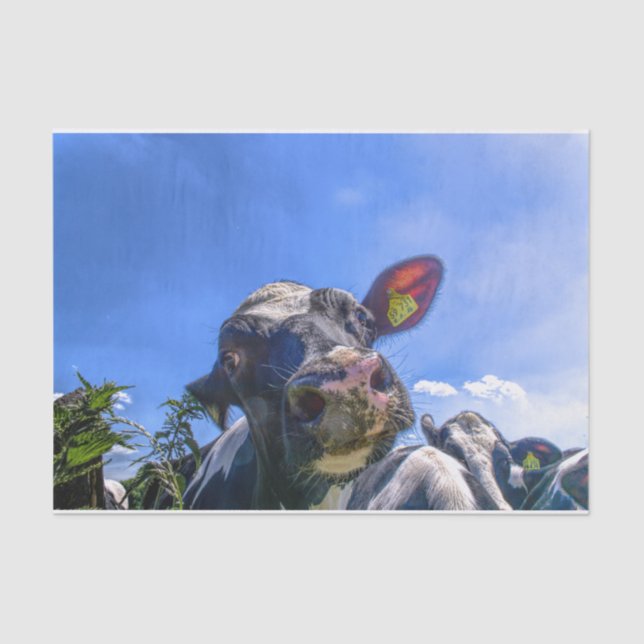 Papier Mousseline Gros plan sur la vache, Partie 7 : "J'écoute !" Ed (Recto)