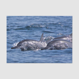 Papier Mousseline Groupe de dauphins de goulot - Oman
