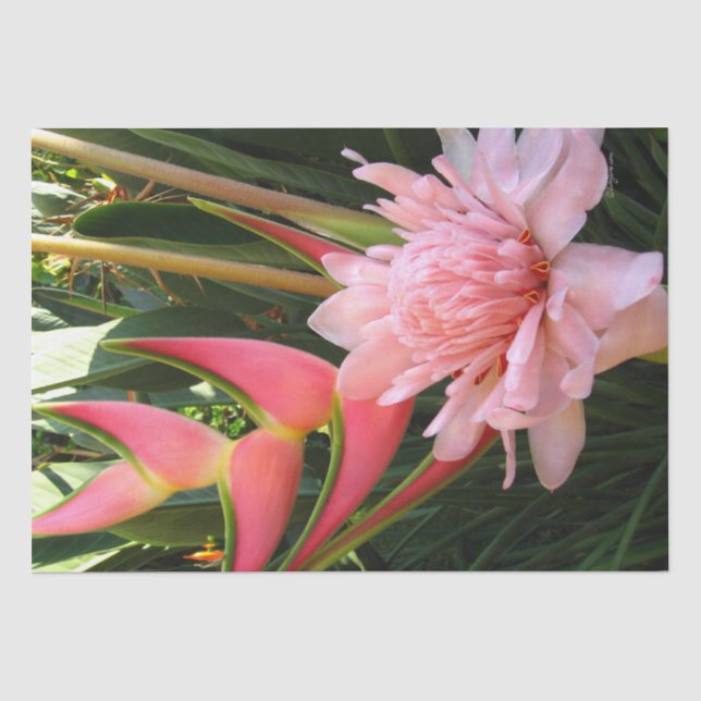 Papier Mousseline Heliconia Ginger rose Papier Tissu (Recto)