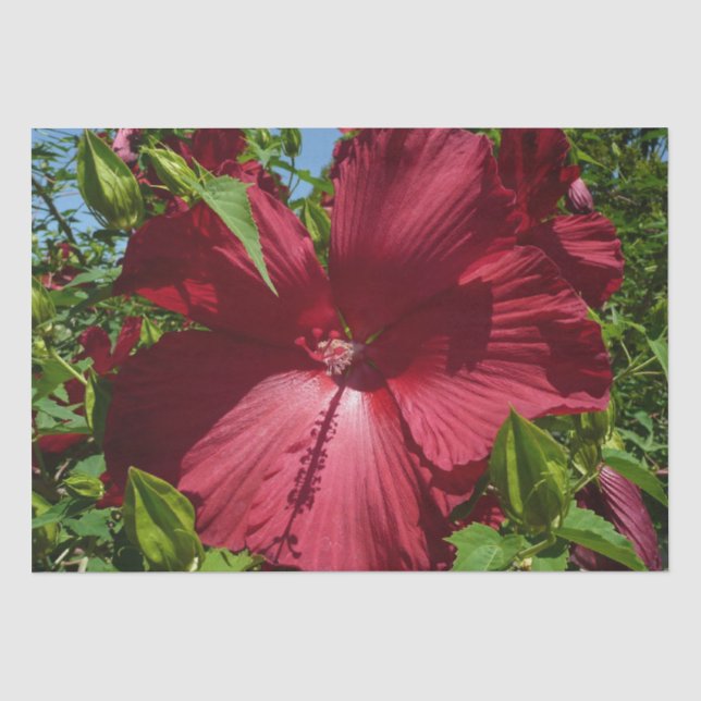 Papier Mousseline Hibiscus Flower and Blue Sky (Recto)
