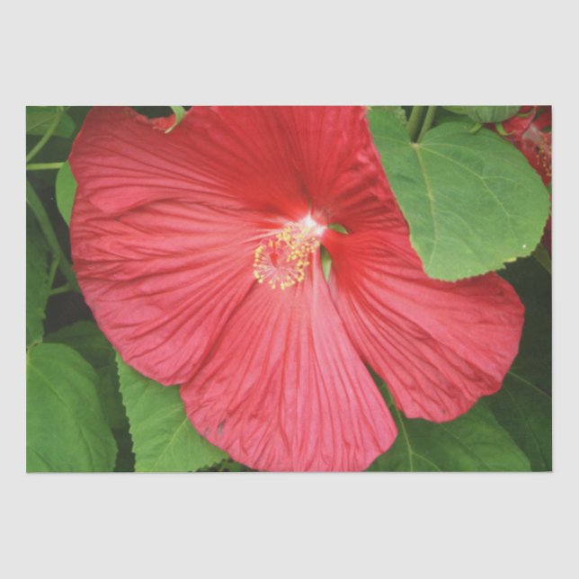 Papier Mousseline Hibiscus Flower Bright Magenta (Recto)