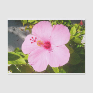 Papier Mousseline Hibiscus rose Fleur tropicale
