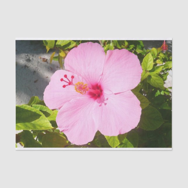 Papier Mousseline Hibiscus rose Fleur tropicale (Recto)