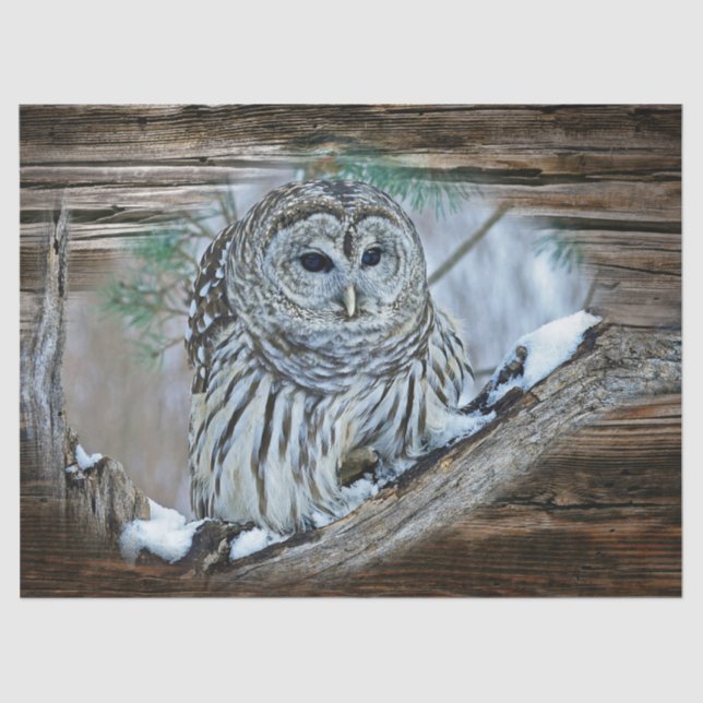 Papier Mousseline Hibou (Recto)