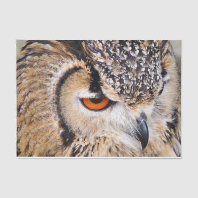 PAPIER MOUSSELINE HIBOU (Recto)
