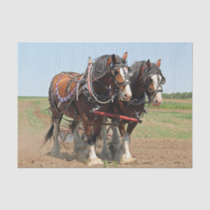 Papier Mousseline Horse Clydesdale Agriculture Photo