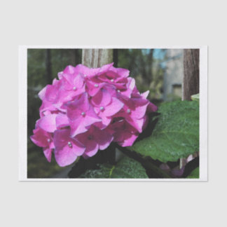 Papier Mousseline Hortensia rose vif
