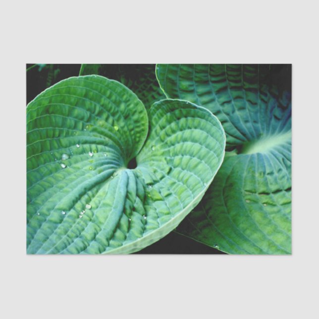 Papier Mousseline Hosta Heart (Recto)