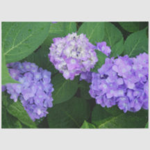 Hydrangea lavande