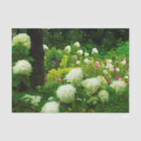 Hydrangeas Limelight dans mon jardin Rubio