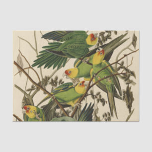 Papier Mousseline Illustration Audubon Carolina Parrot Bird