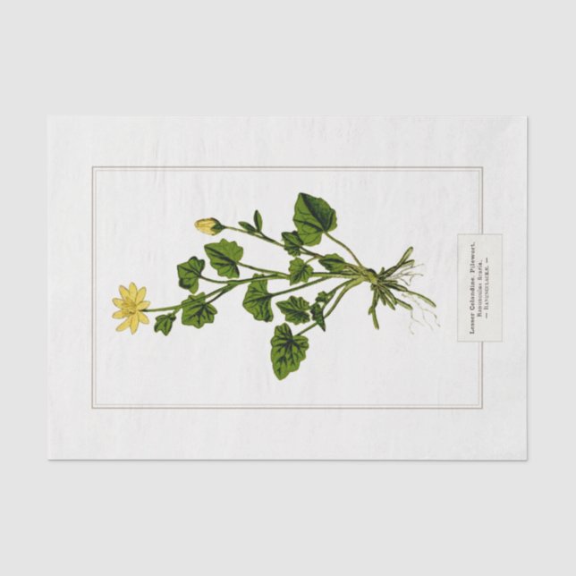 Papier Mousseline Illustration botanique de la moindre célandine 188 (Recto)
