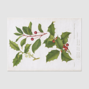 Papier Mousseline Illustration botanique Holly Noël