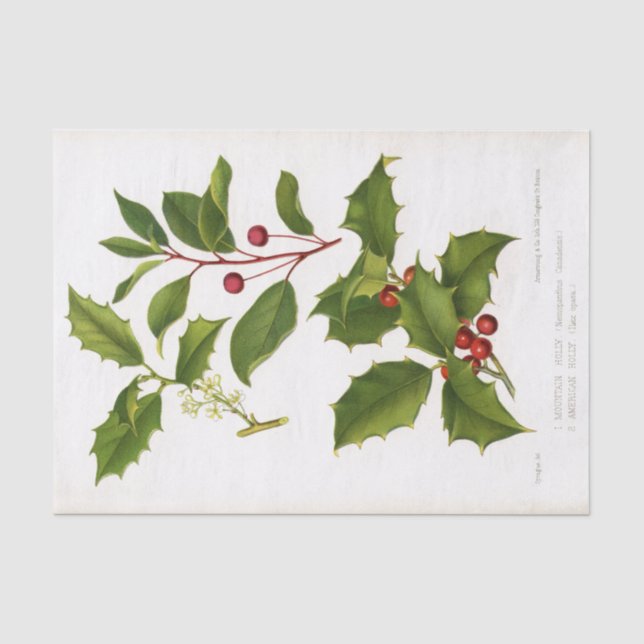 Papier Mousseline Illustration botanique Holly Noël (Recto)