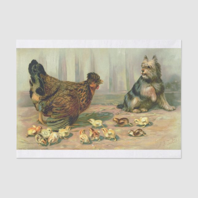 Papier Mousseline Illustration de chien de poussin (Recto)