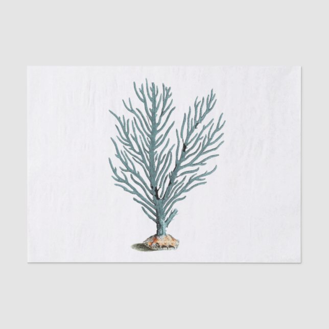Papier Mousseline Illustration du corail marin antique (Recto)
