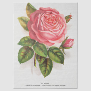Papier Mousseline Illustration florale de rose rose antique Cottagec