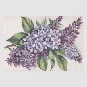 Papier Mousseline Illustration Lilacs Purple Lilac Bush