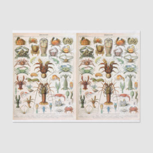 Papier Mousseline Illustration Millot, Crustacés, Découpage