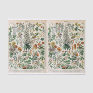Papier Mousseline Illustrations Millot, Botanique, Découpage