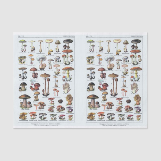 Papier Mousseline Illustrations Millot, Champignons, Découpage (Recto)