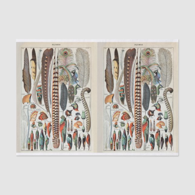 Papier Mousseline Illustrations Millot, Plumes d'oiseaux, Découpage (Recto)