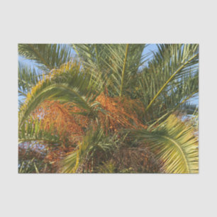 Papier Mousseline IMG_7080.JPGété, palme, feuille, tropical, arbre,